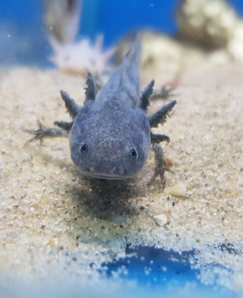 mooie axolotls, Amfibie, 0 tot 2 jaar