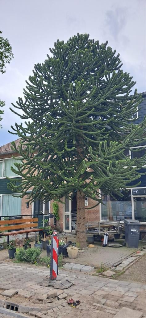 Gratis....volwassen apenboom / slangenden, Tuin en Terras, Planten | Bomen, Ophalen of Verzenden, Volle zon, Overige soorten, 100 tot 250 cm