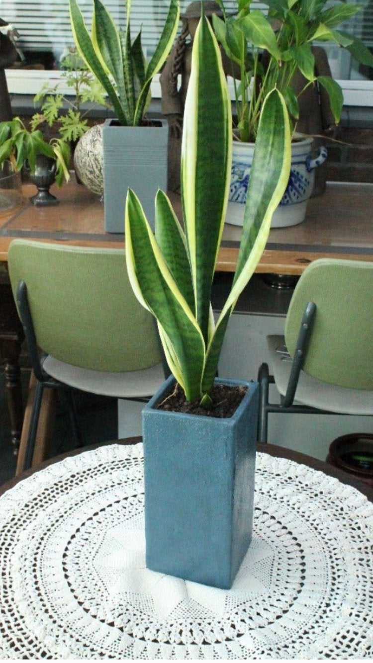 Sansevieria in blauwe stenen pot., Ophalen, In pot, Halfschaduw, Minder dan 100 cm