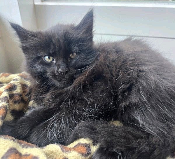 Prachtige Main coon x Noorse boskat Langharige kittens, Meerdere dieren, Ontwormd, 0 tot 2 jaar