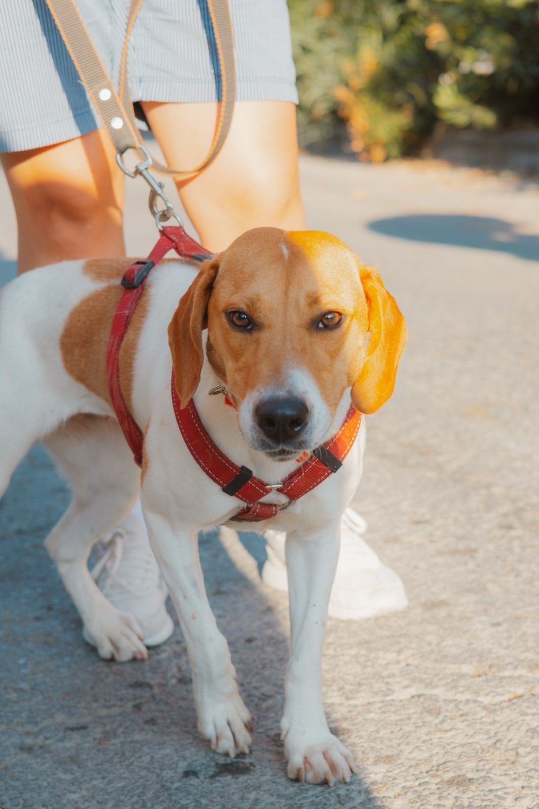 Luna verblijft in Cyprus, Handelaar, 1 tot 2 jaar, Buitenland, Teef