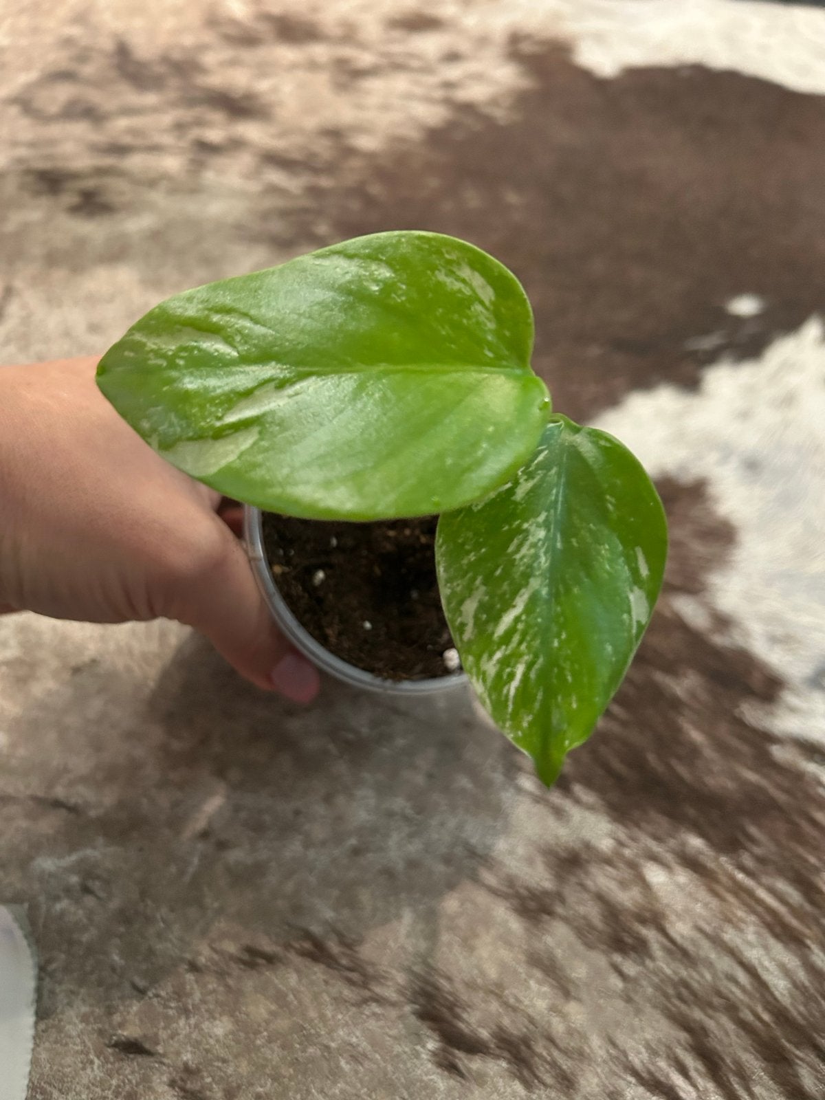 Monstera Deliciosa Variegata - Zeldzame Stek, Ophalen of Verzenden, Halfschaduw, Minder dan 100 cm