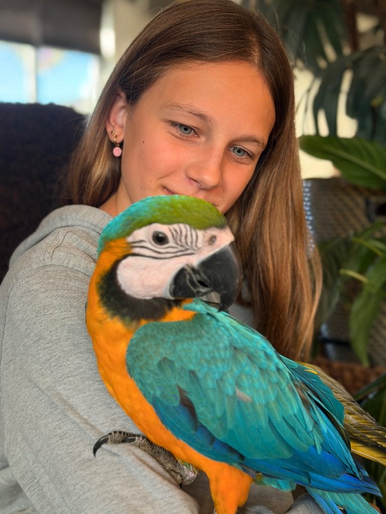 BLAUW GELE ARA, Dieren en Toebehoren, Mannelijk, Papegaai, Tam