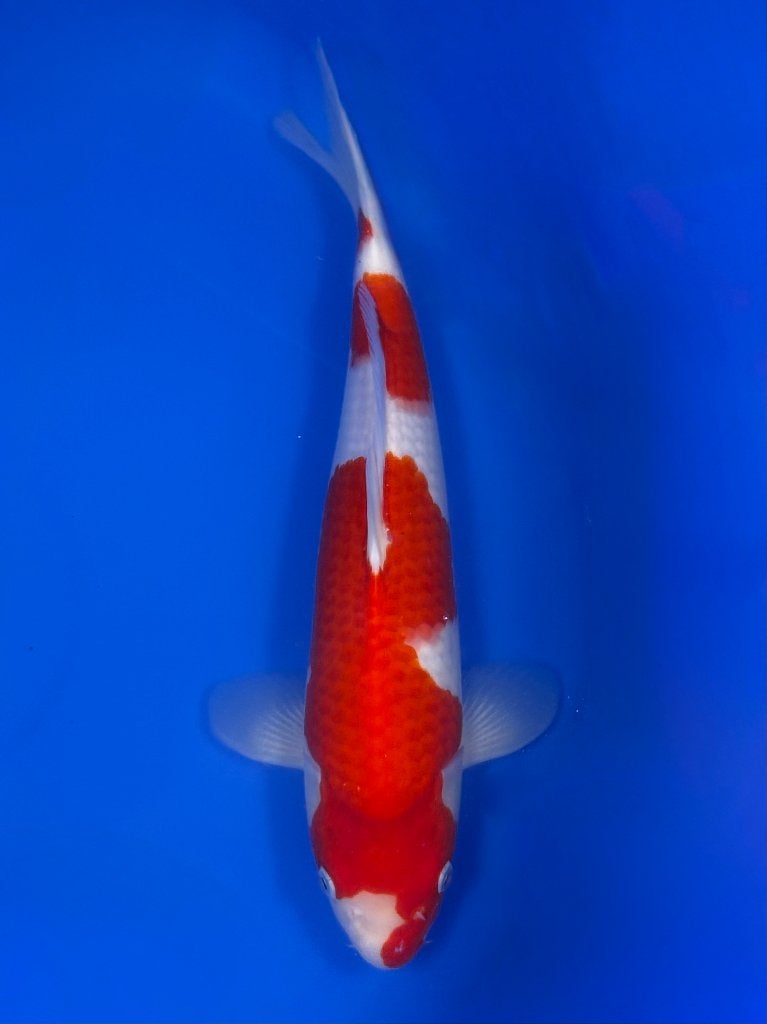 VHQ Kohaku Jumbo Tosai Tateshita 30-35 cm, Dieren en Toebehoren, Vissen | Vijvervissen, Karper of Koi