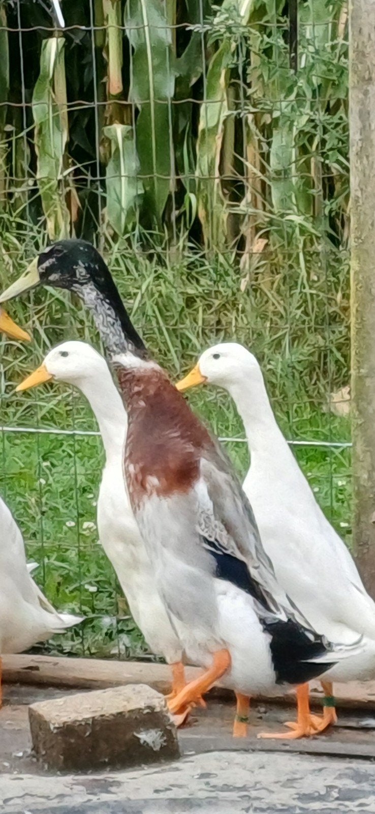 mini loopeenden, Dieren en Toebehoren, Meerdere dieren, Eend