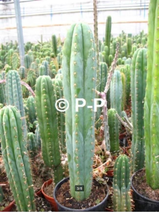 San Pedro Cactussen - DE ECHTE ! - Echinopsis pachanoi, Cactus, Bloeiende kamerplant, Volle zon, Verzenden
