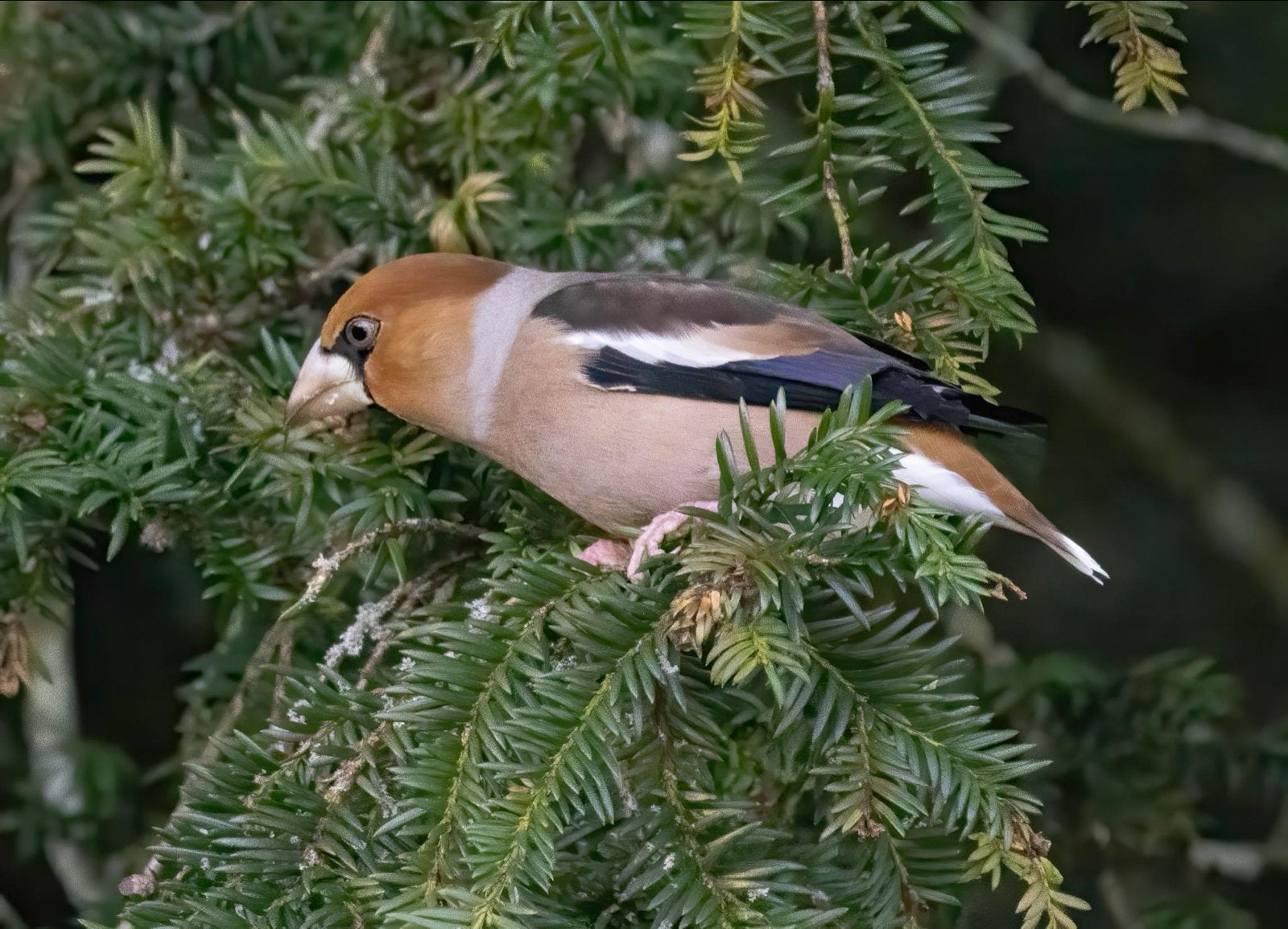 1-1 Appelvink ‘25 EK, Meerdere dieren, Wildzangvogel, Geringd