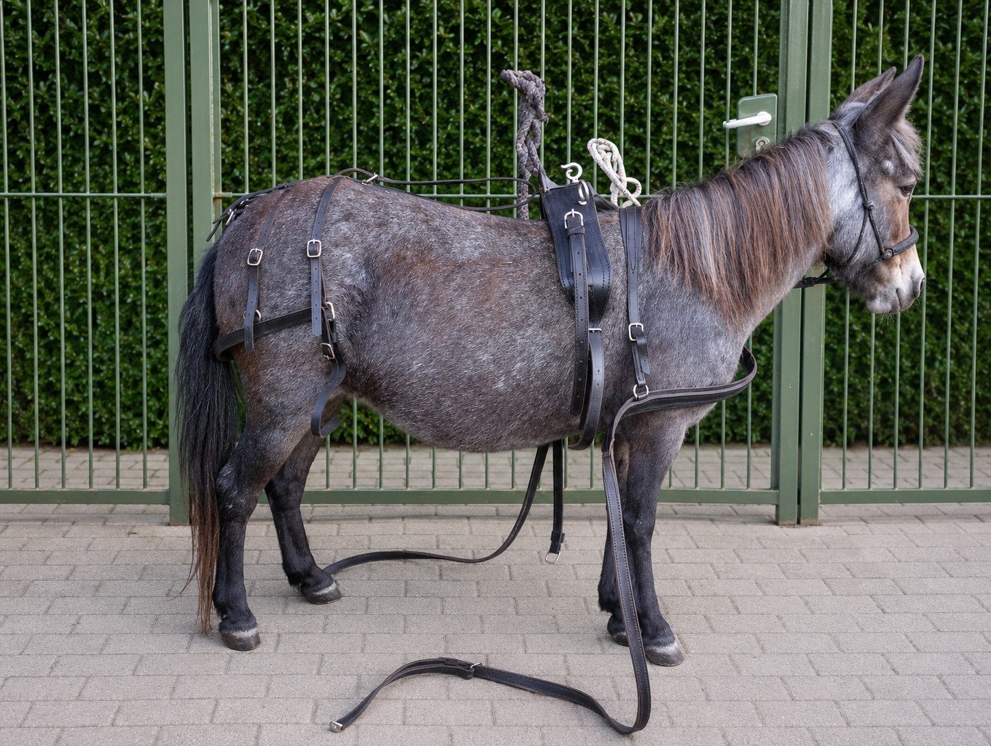 lederen tuig voor a-pony/brede shet, Ophalen of Verzenden, Nieuw, Pony