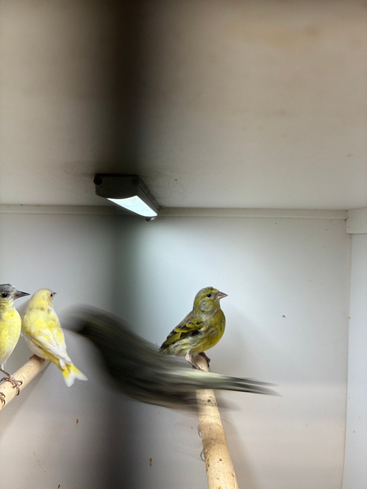 europesesijsjes, Meerdere dieren, Tropenvogel