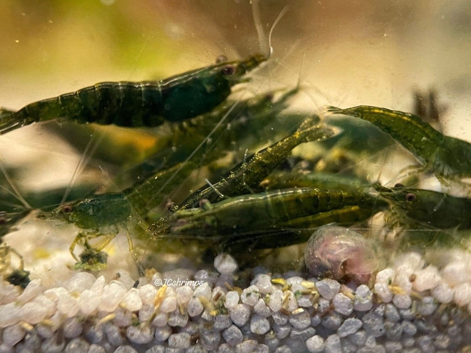Neocaridina Green Jade garnalen - Unieke groene kleur, Dieren en Toebehoren, Vissen | Aquariumvissen, Kreeft, Krab of Garnaal