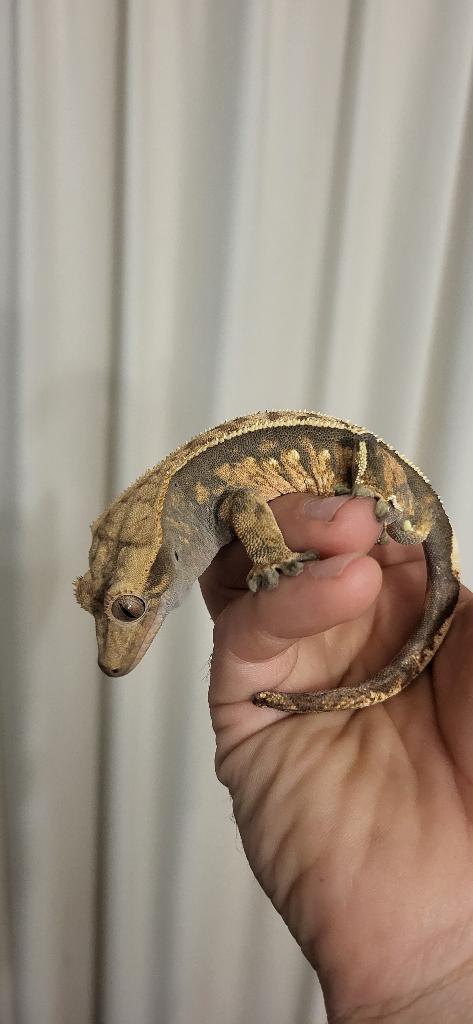 Super leuke Wimpergekko, Hagedis, Met terrarium, 3 tot 6 jaar