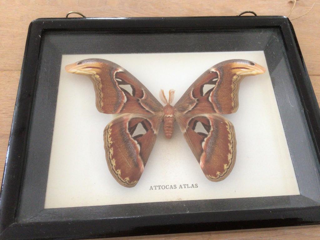 Attocas Atlas vlinder in lijst verzamelobject opgezet, Ophalen, Insect, Opgezet dier