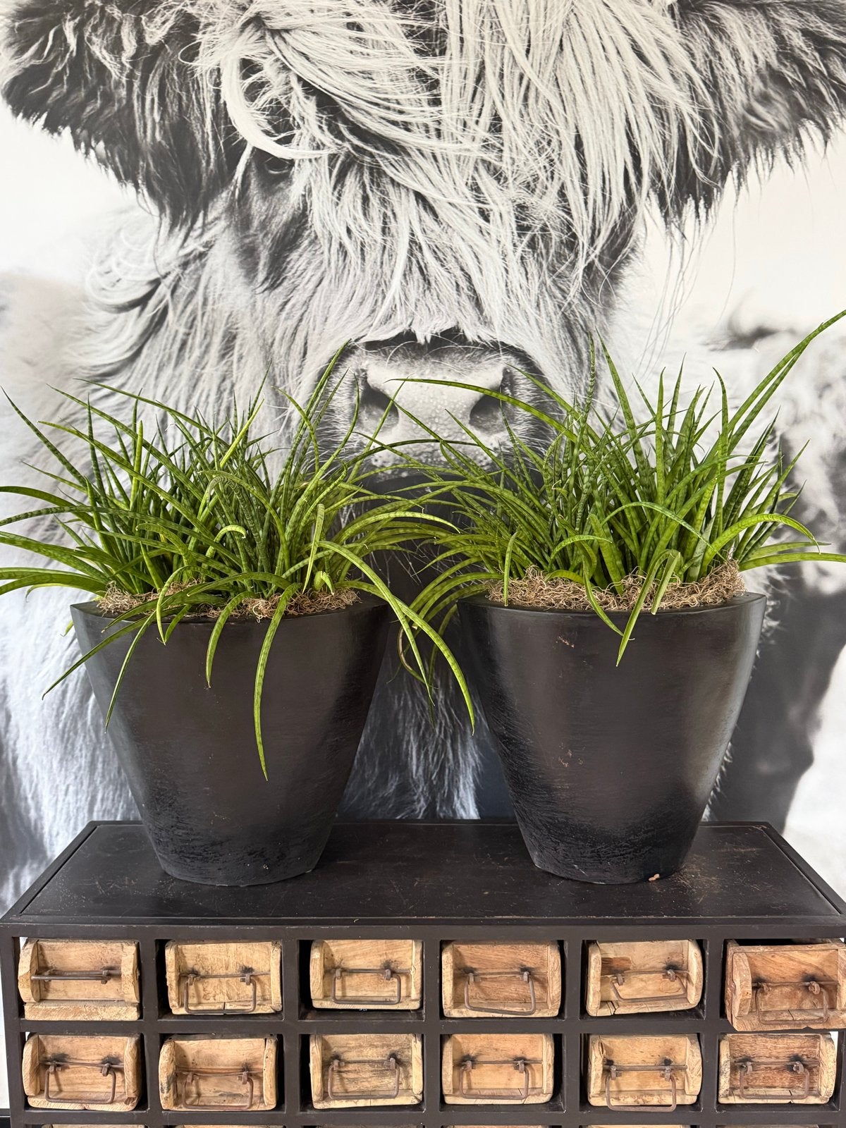 Mooie grote zwarte bloempotten met planten!, Tuin en Terras, Binnen, Zo goed als nieuw, Overige vormen, Aardewerk