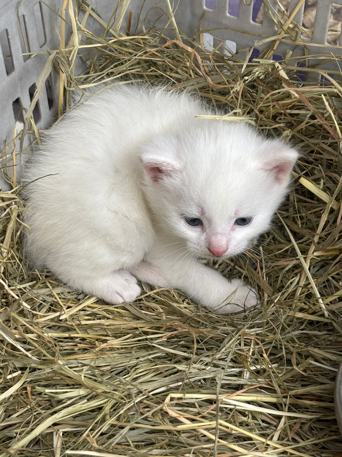 Kruising Turkse Angora kittens, Meerdere dieren