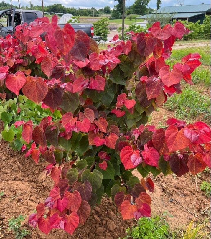 Cercis canadensis 'JN100' Hearts A'fire PPAF / NIEUW ‼️‼️, Tuin en Terras, Lente, 250 tot 400 cm, Ophalen, Volle zon