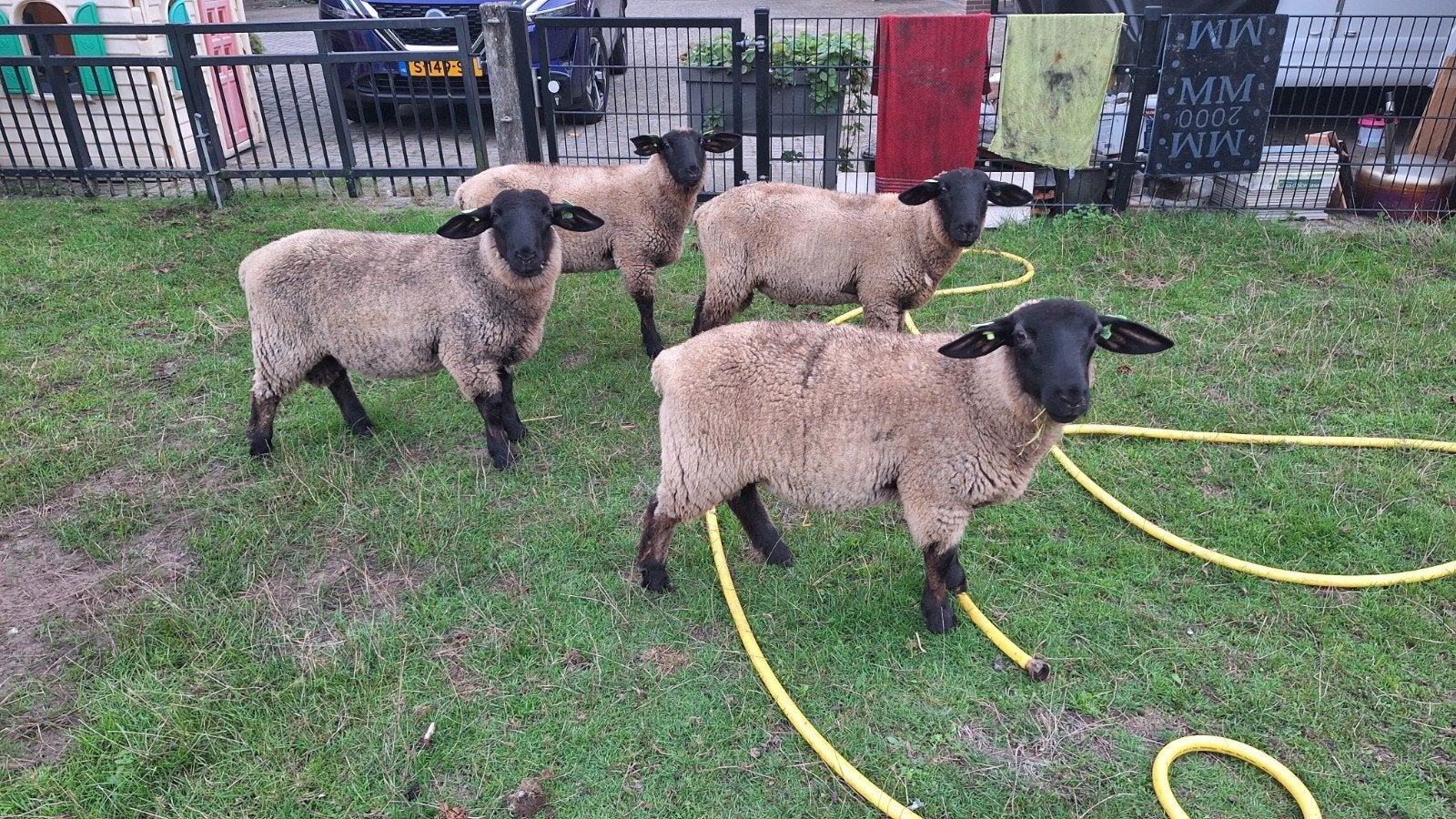 suffolk rammen, Dieren en Toebehoren, Mannelijk, Schaap, 0 tot 2 jaar