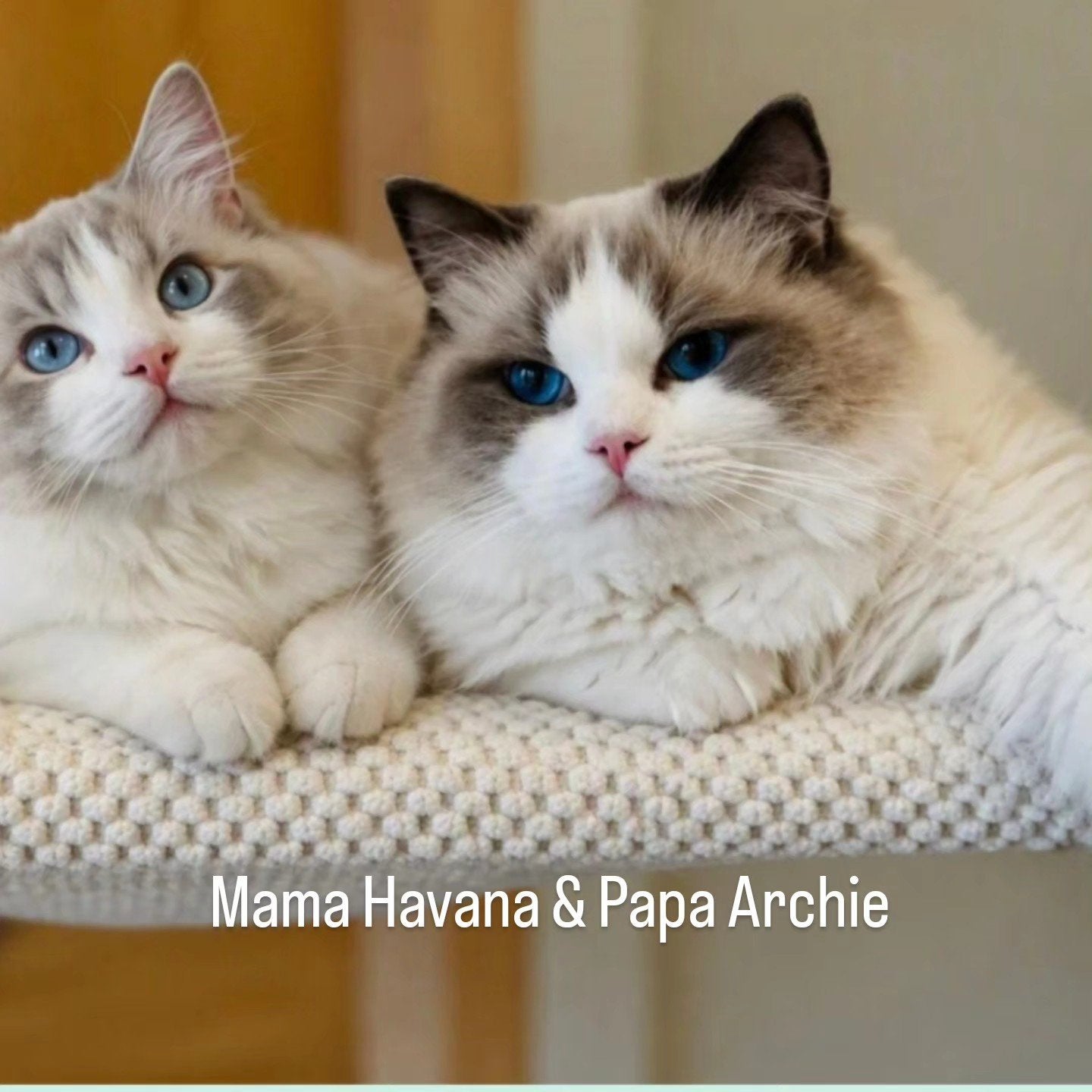 Wij verwachten 13 november Ragdoll kittens met stamboom., Geslacht onbekend, Met stamboom