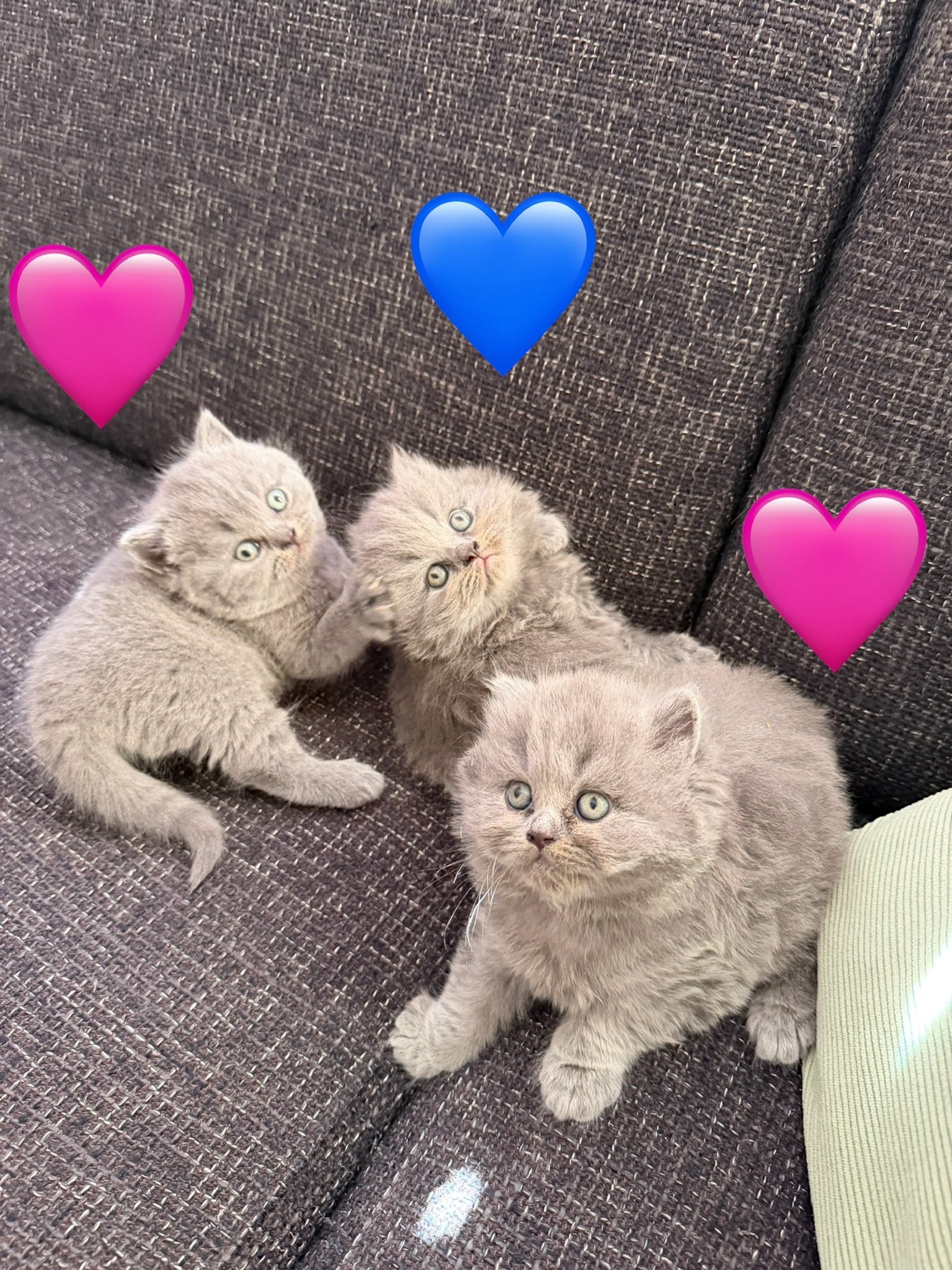 Brits Korthaar & Langhaar – Blauwe kittens, Meerdere dieren