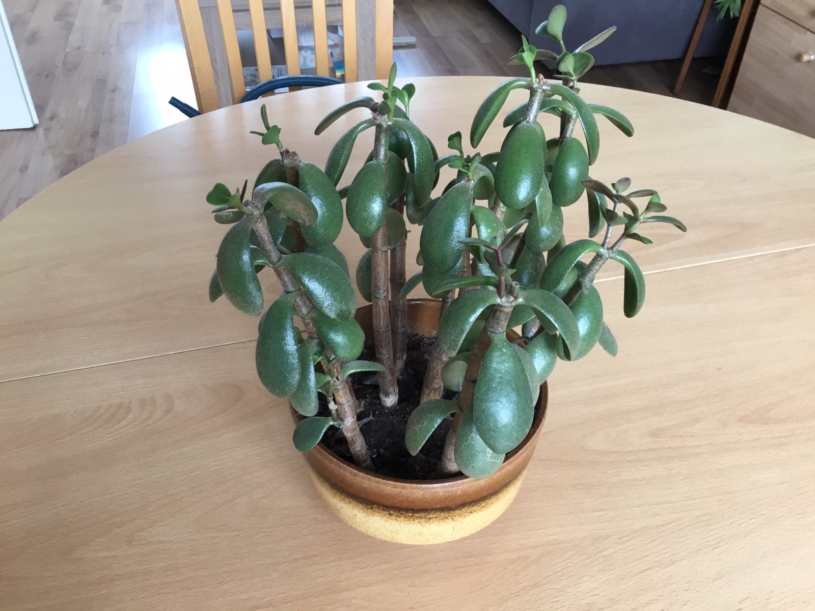 Crassula ovata -Gratis, Ophalen, Halfschaduw, Minder dan 100 cm