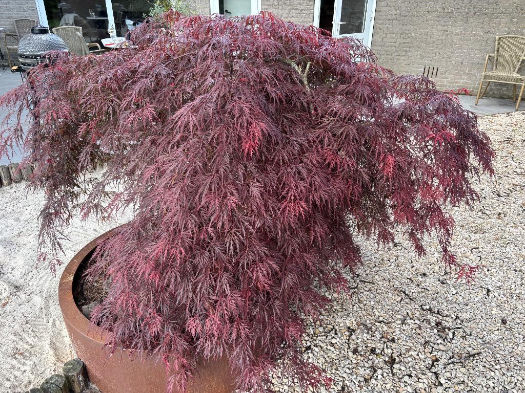 Mooie Japanse esdoorn, Tuin en Terras, Planten | Bomen, Ophalen, Bloeit niet, Halfschaduw, Overige soorten