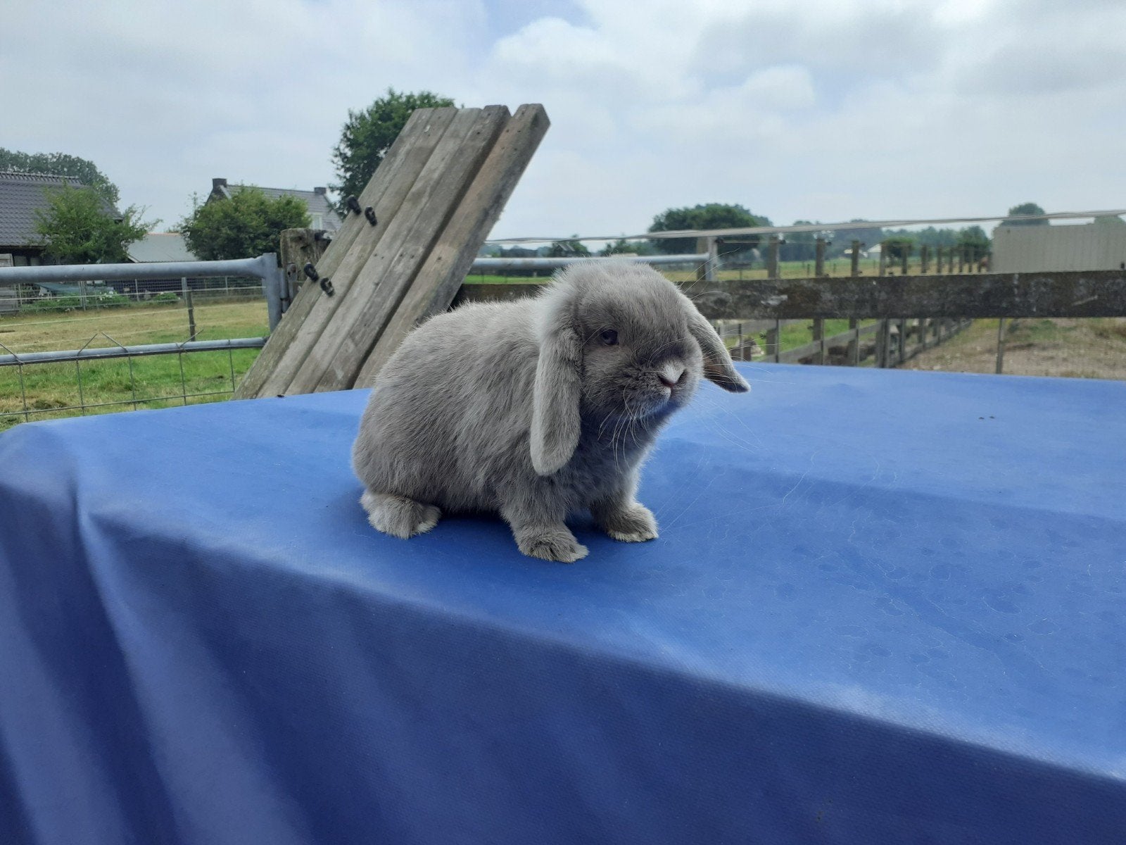 Minidwerghangoor voedster., Dieren en Toebehoren, Konijnen, Vrouwelijk, Dwerg