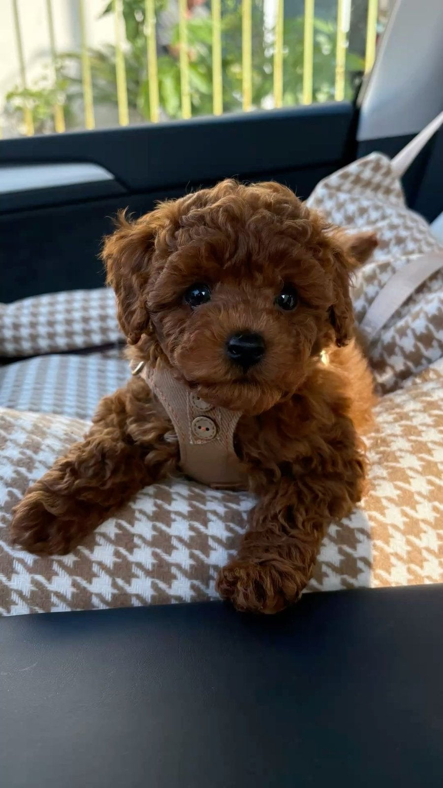 GEZOCHT: toy poedel, Poedel, 8 tot 15 weken, Teef, Eén hond