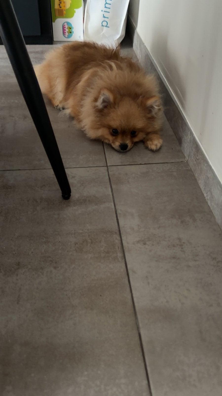 Pomeriaan pup te koop, Particulier, 15 weken tot 1 jaar, Reu, Eén hond