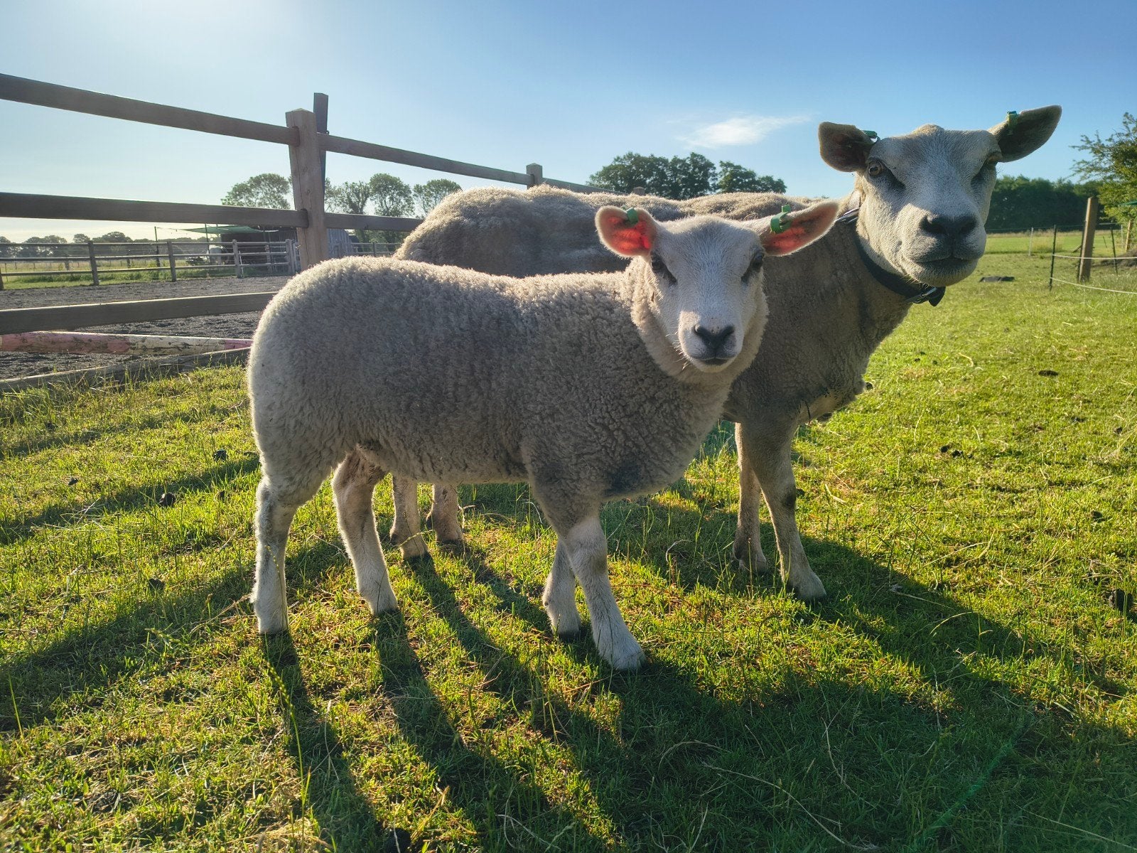 Texelaar ooi met ram en ooi lammeren, Dieren en Toebehoren, Schapen, Geiten en Varkens, Vrouwelijk, Schaap