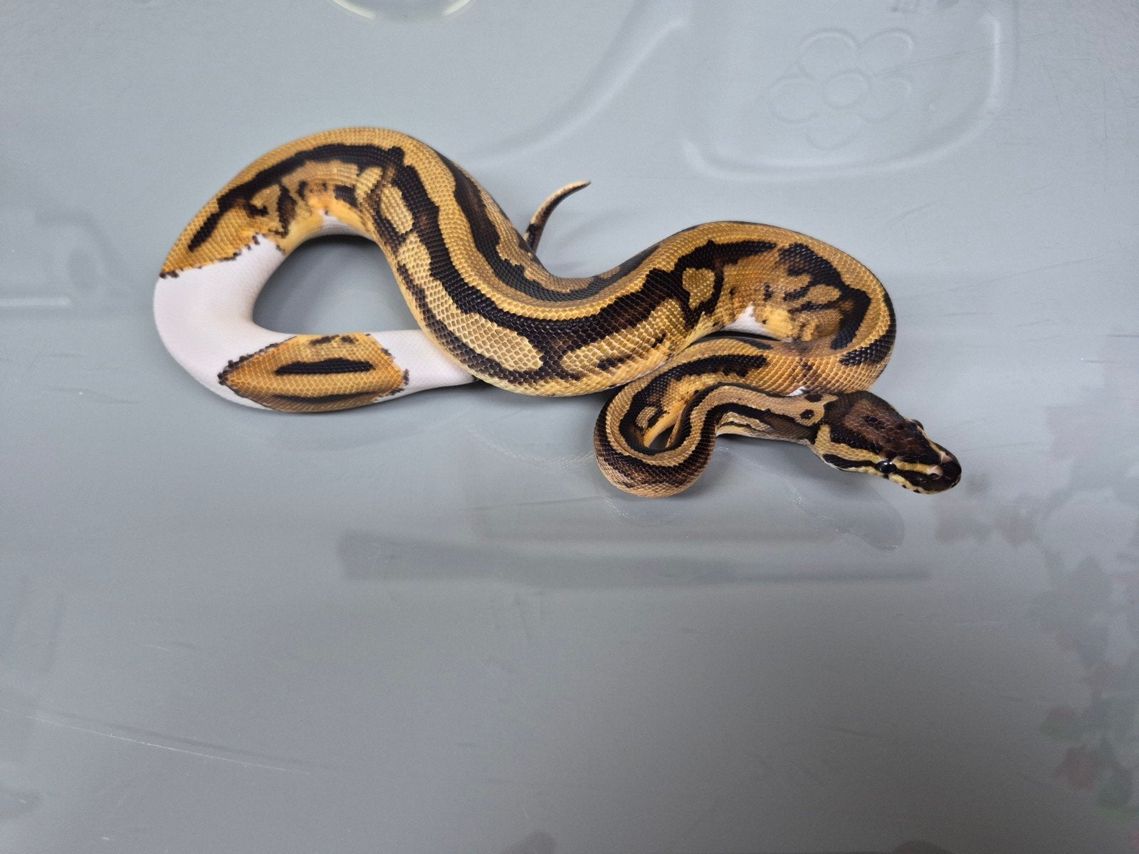 diverse koningspythons ballpython python regius morphs, Dieren en Toebehoren, Slang, 3 tot 6 jaar