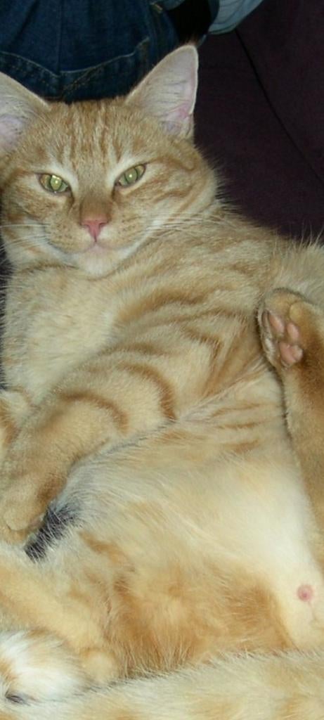 Kattenoppas Dordrecht