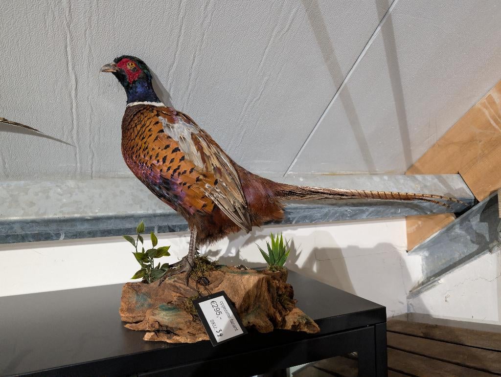opgezette bosfazant fazant jacht vogel hert haan, Ophalen, Nieuw, Vogel, Opgezet dier