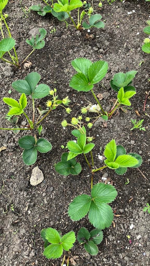 Mooie jonge aardbeienplantjes, Tuin en Terras, Ophalen of Verzenden, Overige soorten, Halfschaduw