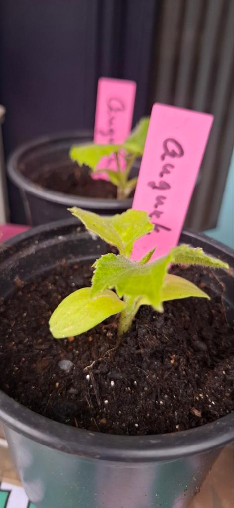 Augurk plantjes te koop – sterke groeiers!, Ophalen, Eenjarig, Groenteplanten, Volle zon