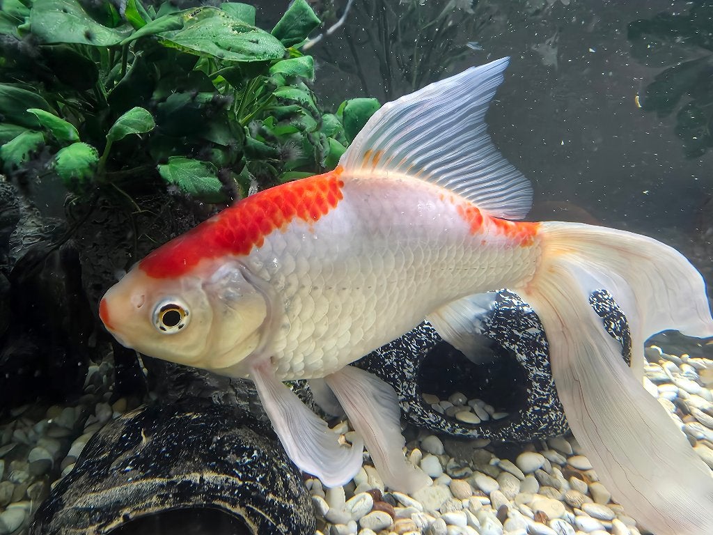 Goudvis van ca. 25 cm – gratis af te halen, Vis, Zoetwatervis