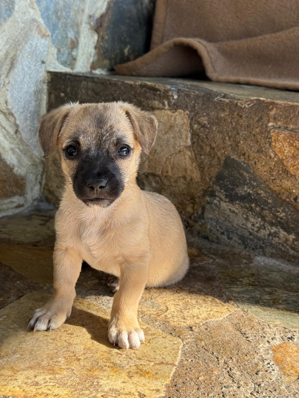 Joy mix Kleinblijvende-puppy reu, Dieren en Toebehoren, Honden | Niet-rashonden, Particulier, Reu, 8 tot 15 weken, Buitenland