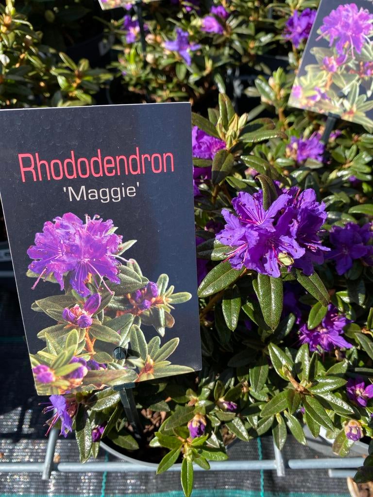 Rhododendron 'Maggie' - Levendige paarse bloemen, Tuin en Terras, Vaste plant, Halfschaduw, Lente, Ophalen