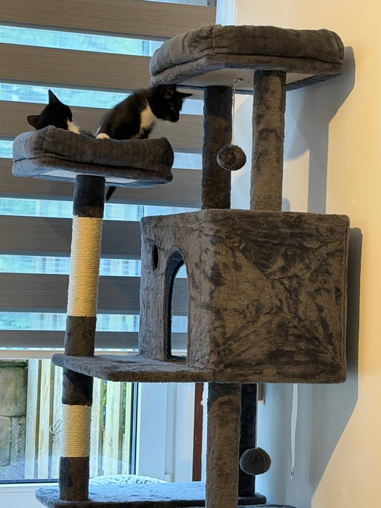 Siberische X Europees kittens, Ophalen of Verzenden, Zo goed als nieuw, Krabpaal