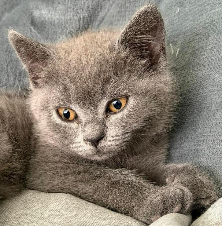 Mooie en lieve Britse Korthaar kitten (Blue), Poes, Ingeënt, 0 tot 2 jaar