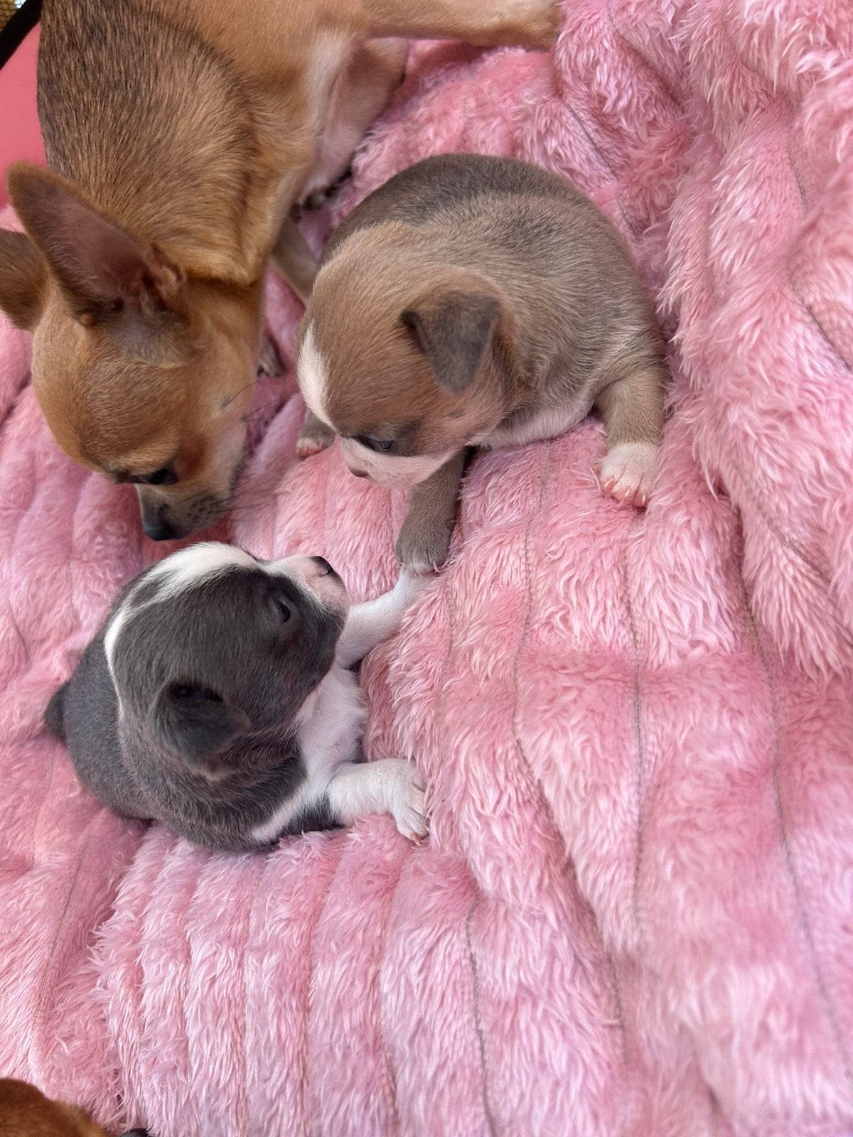 Raszuivere Chihuahua pups kortharig, Reu, 8 tot 15 weken, Parvo, Meerdere
