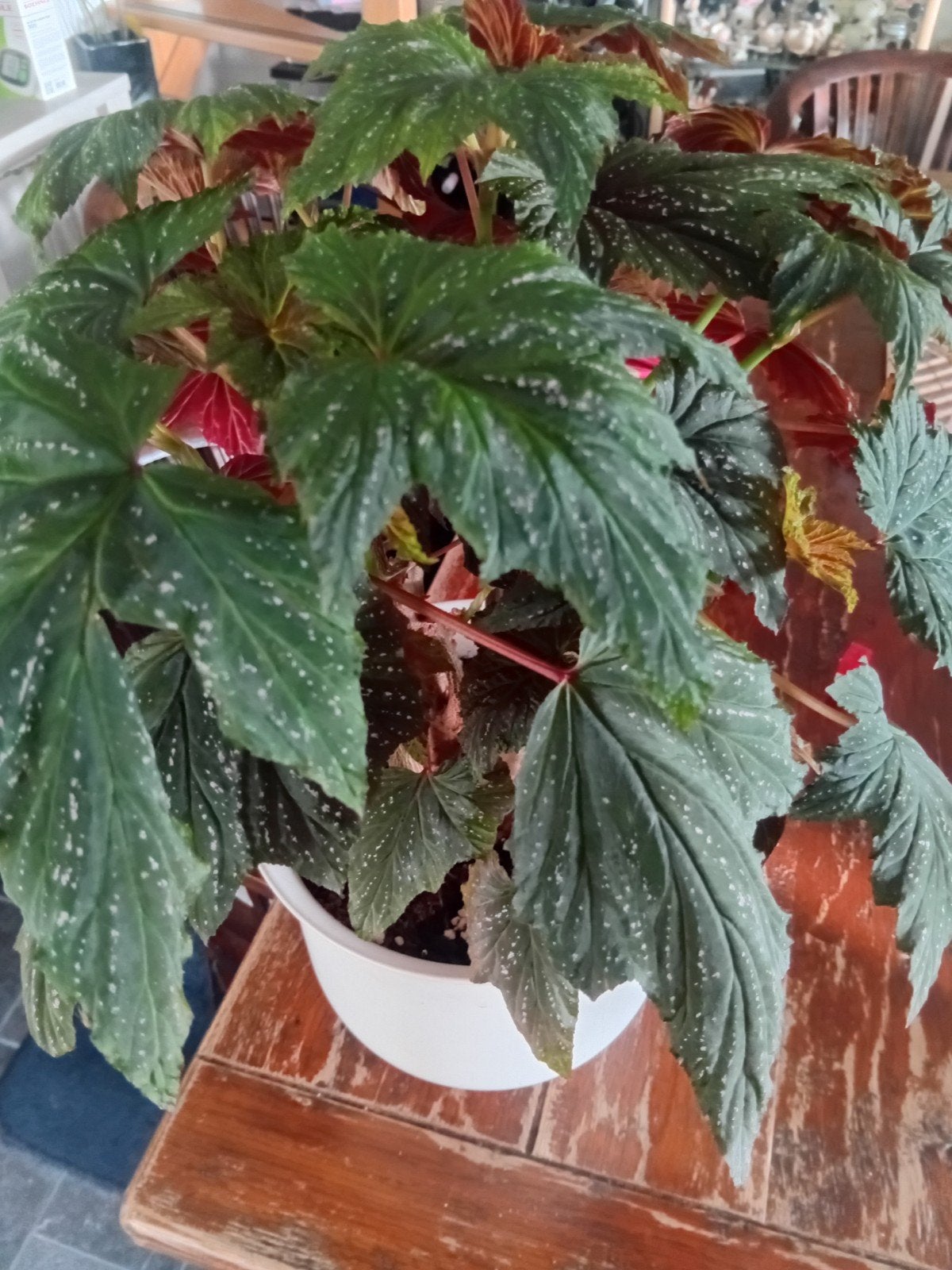 Prachtige Begonia inclusive pot unieke bladeren, Tuin en Terras, Vaste plant, Bloeit niet, Halfschaduw, Ophalen