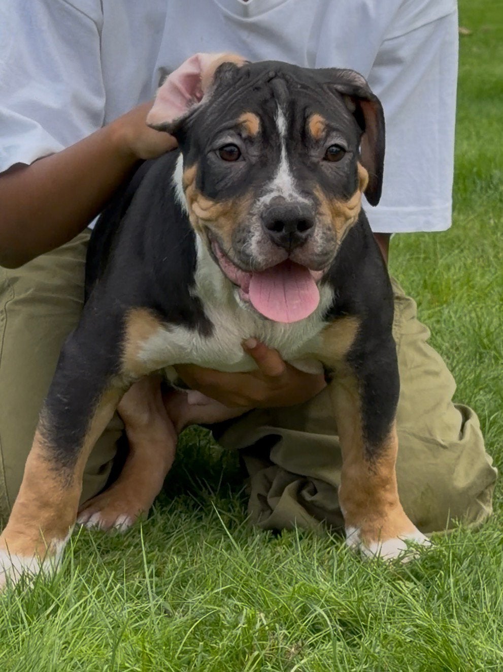 AMERICAN BULLY XL PUPPYS 13 WEKEN OUD!, 8 tot 15 weken, Bulldog, Meerdere, Meerdere dieren