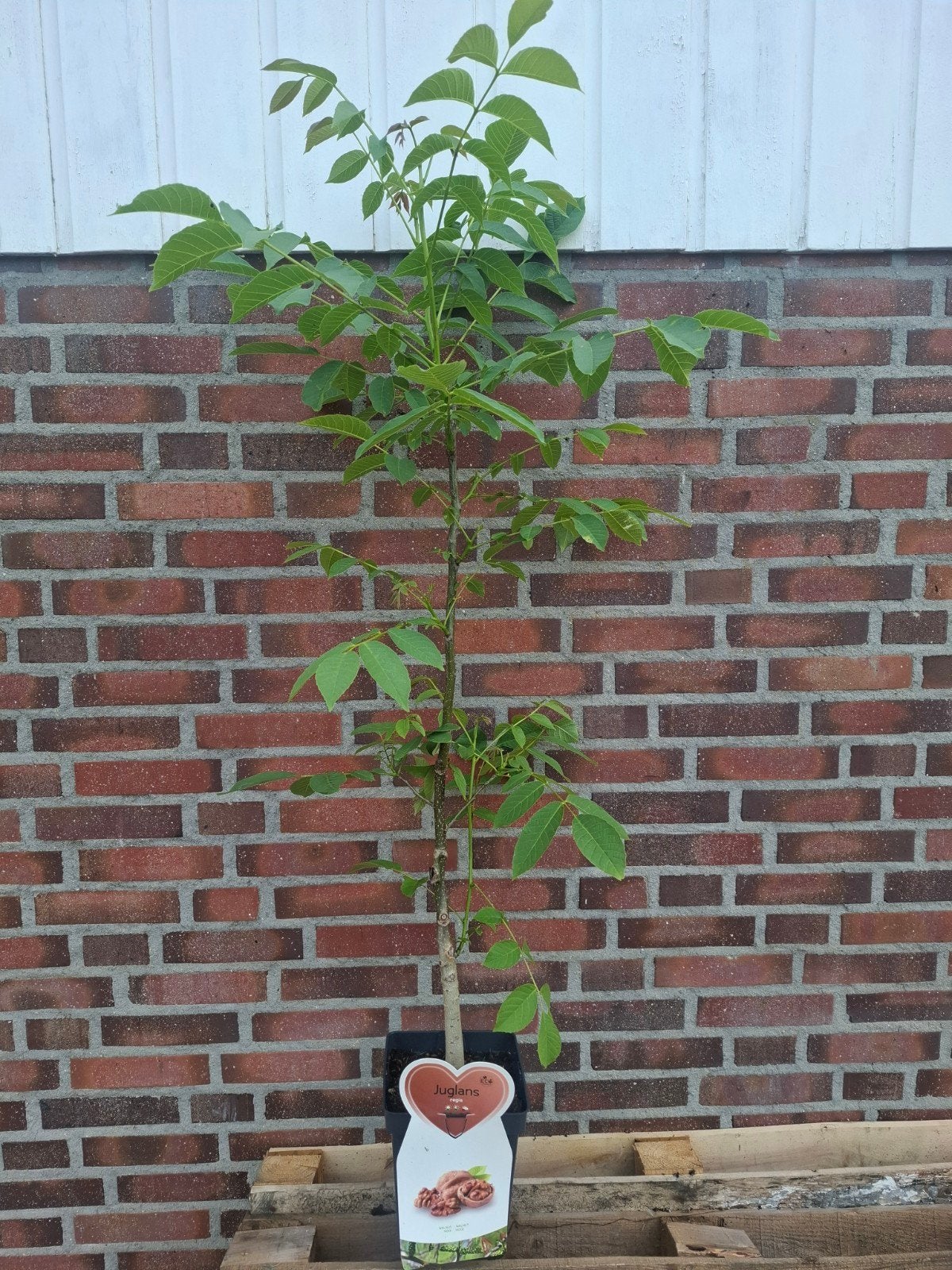 Walnotenboom in pot, Ophalen of Verzenden, Overige soorten, Volle zon