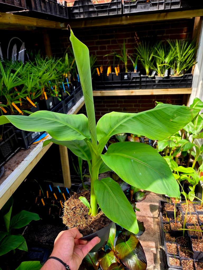 Musa basjoo - Winterharde Bananenplant, Overige soorten, Volle zon, Vaste plant, Ophalen of Verzenden