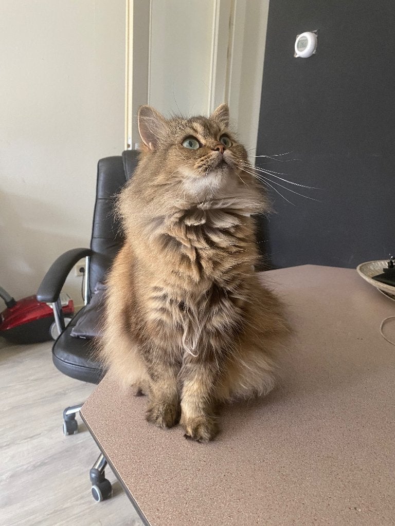 Poes, Poes, 0 tot 2 jaar