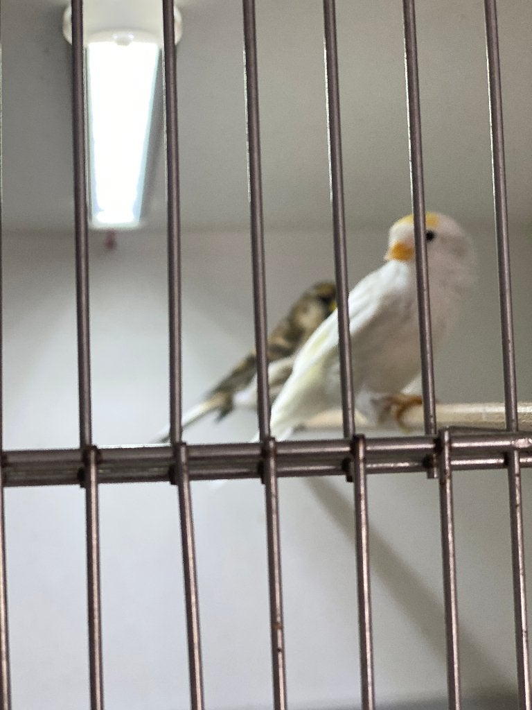 mooi koppel NOORDSE  bonte barmsijzen met DNA, Meerdere dieren, Wildzangvogel, Geringd