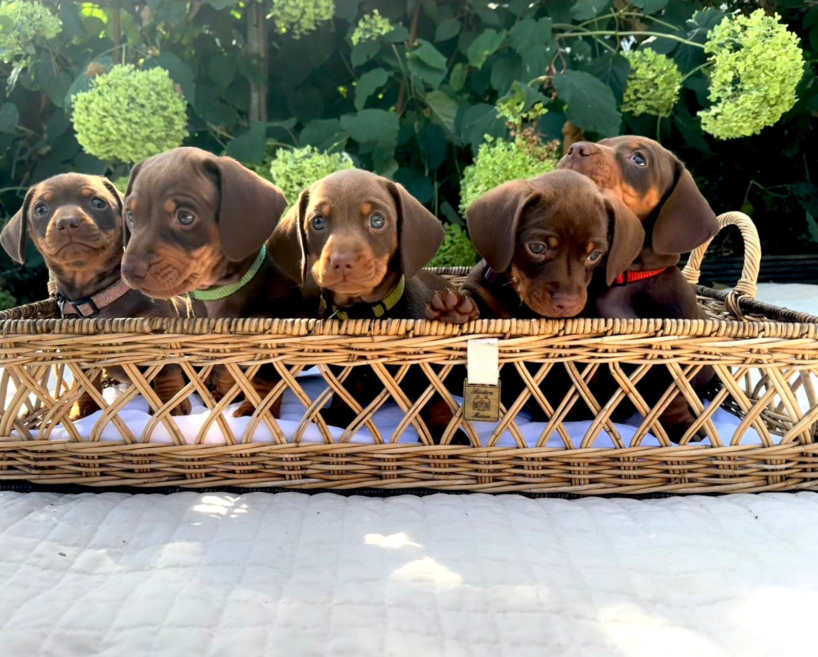 Choco tan teckelpups, 8 tot 15 weken, Korthaar, Dwerg, Parvo