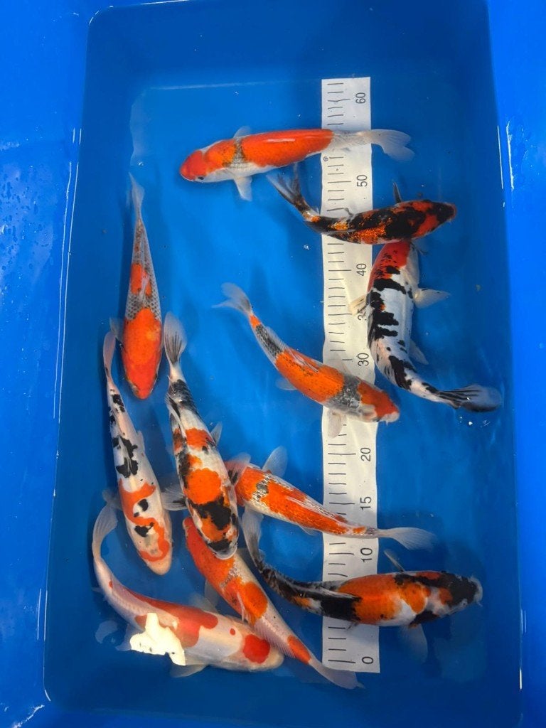Conias Tosai, Dieren en Toebehoren, Karper of Koi