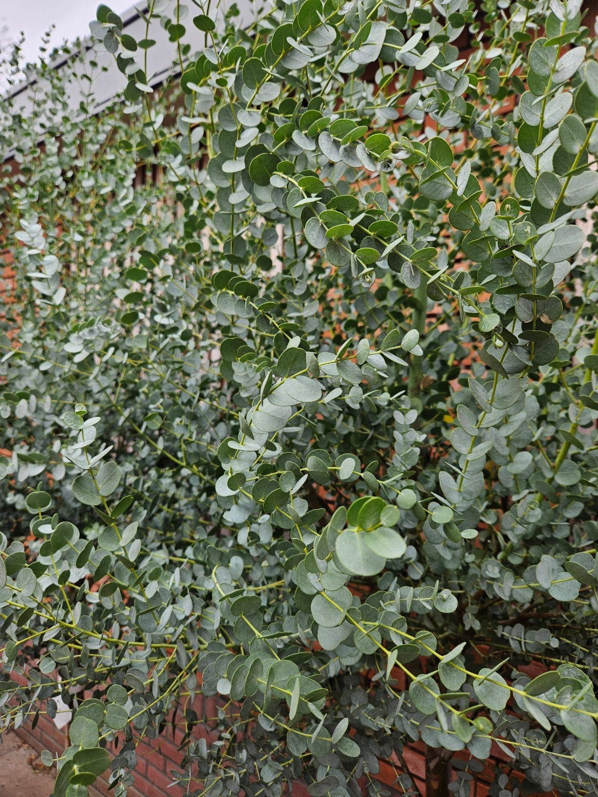 Eucalyptus boom 220 cm hoog - Prachtige geurende plant, Ophalen of Verzenden, Overige soorten, Volle zon