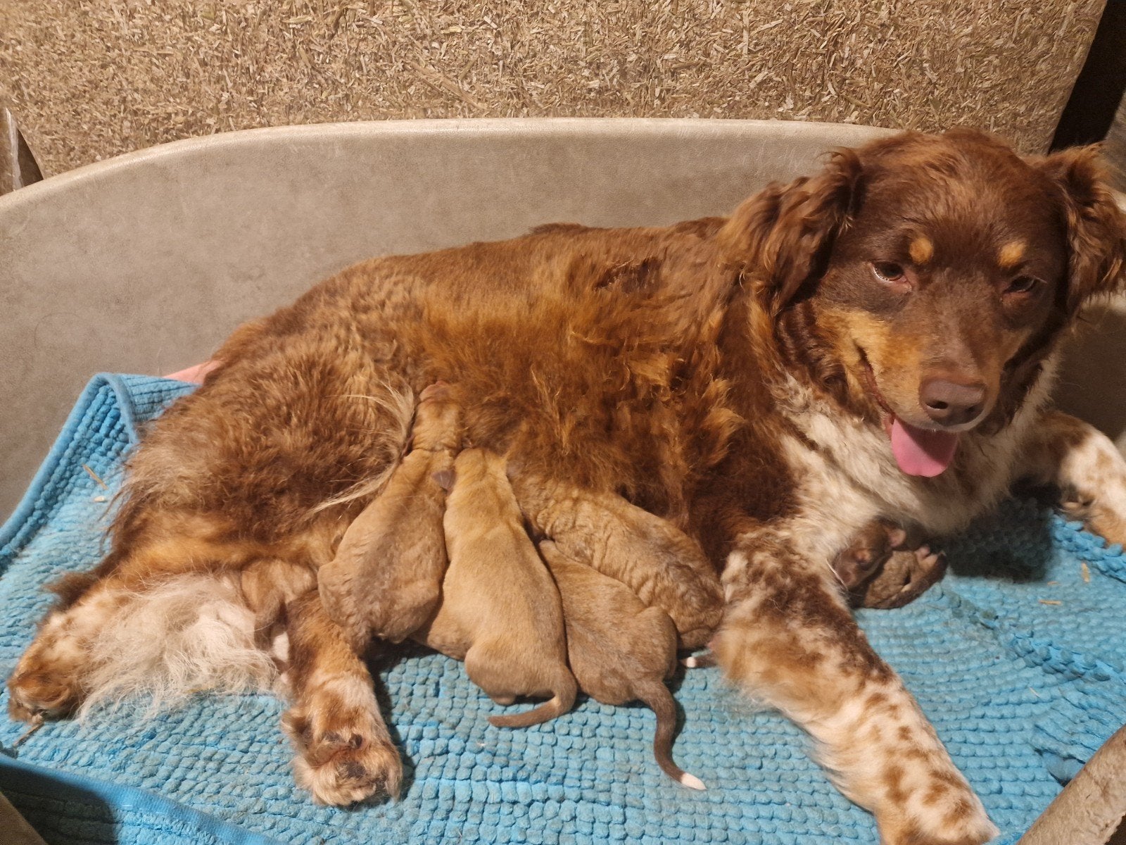 Australian Shepherd  Nova Scotia duck tolling retriever, Overige rassen, 8 tot 15 weken, Meerdere, Meerdere dieren