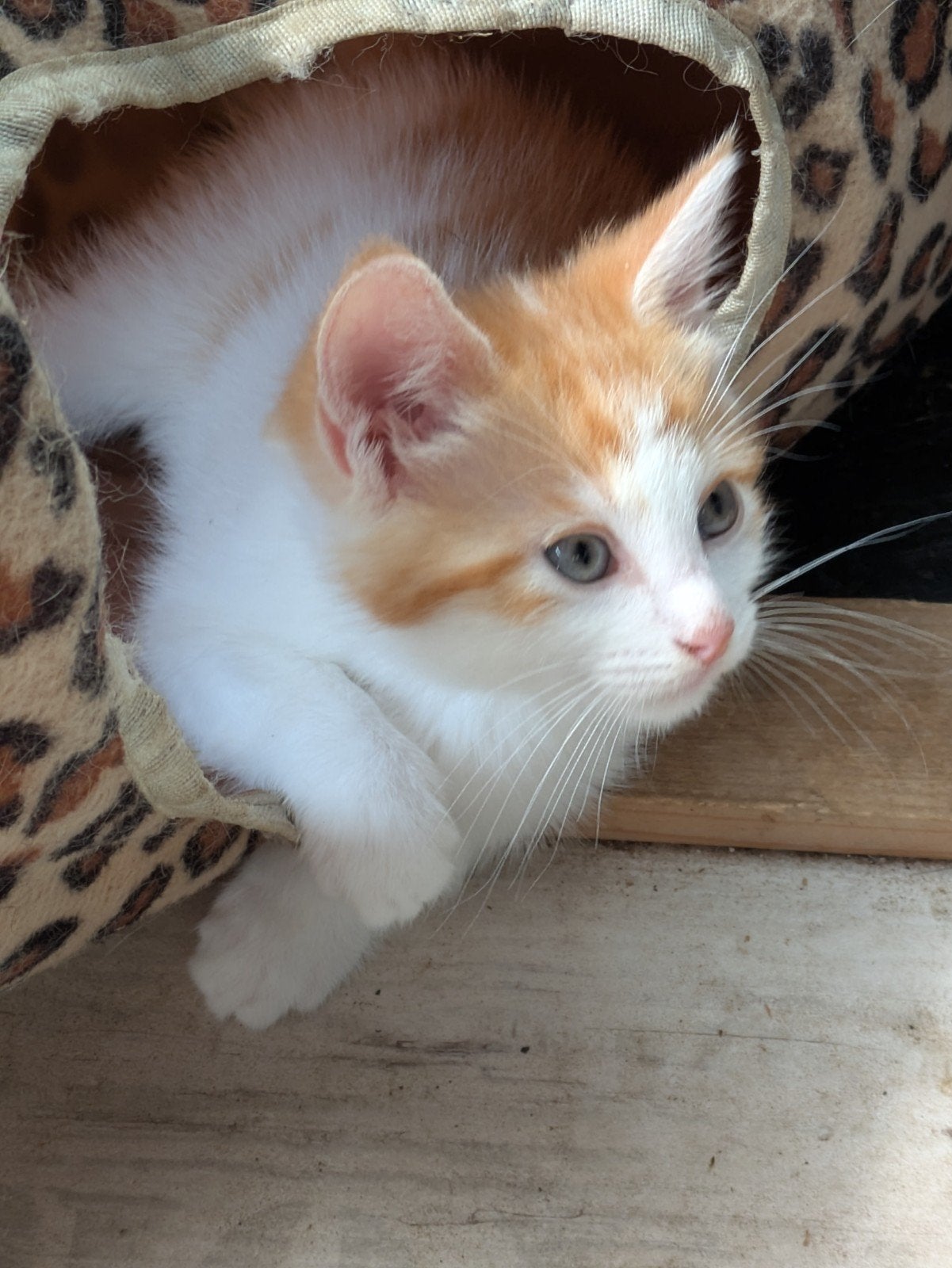 kruising ragdoll kittens, Meerdere dieren, Ontwormd, 0 tot 2 jaar